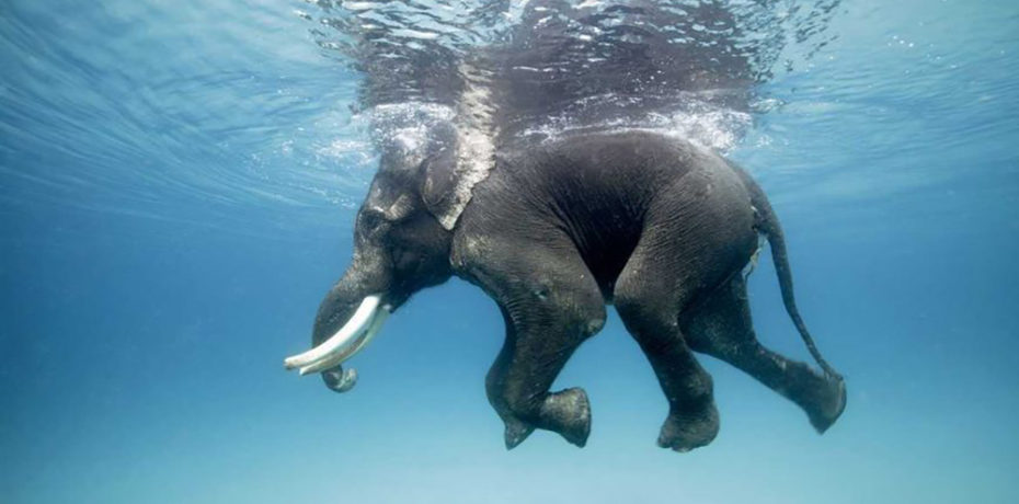 Crédit photo : École de Chaillot, Paris