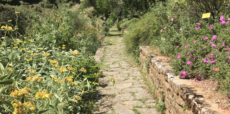 Jardin des plantes, Montpellier. Crédit photo : Sylvaine Glaizol / CAUE 34