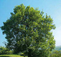 Érable champêtre. Crédit photo : CAUE 34